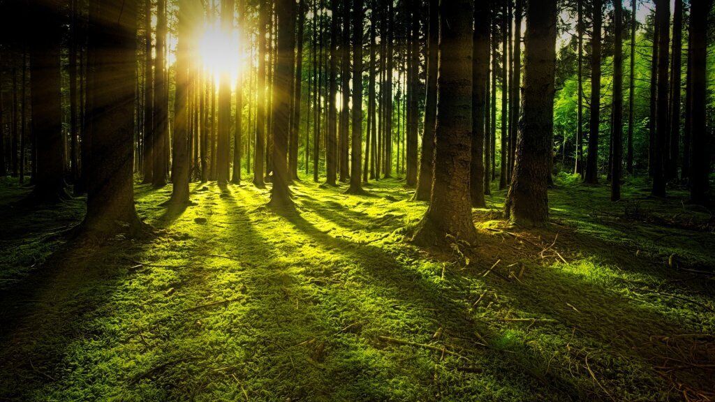 wald