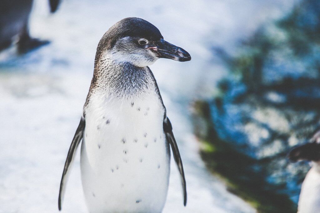 animal-1867125_1920-1024x683